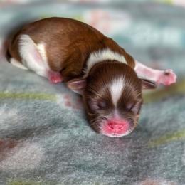Archie - Blue Collar - Liver male Shih Tzu puppy in Troy, Ohio from Ever After Tails