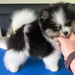Bonsai - Black and tan parti male Pomeranian puppy in Zionville, North Carolina from Shaner Poms