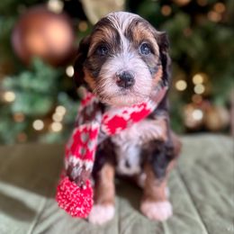 Waffles - Sable female Bernedoodle puppy in Royse City, Texas from Platinum Bernedoodles of Texas