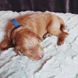 Goldendoodle Puppies from Angel's Doodles