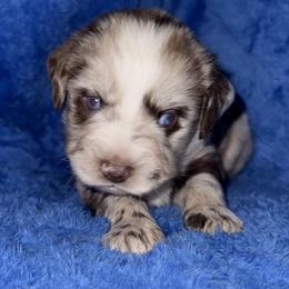 Rosie - Red merle female Miniature Australian Shepherd puppy in Godley, Texas from Bradley Kennels