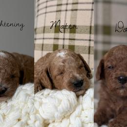 Goldendoodle puppies from Waco  Goldendoodles