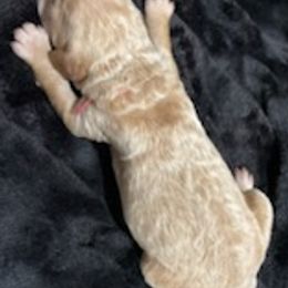 Goldendoodles from Tessa's Goldendoodles