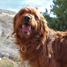 Redgie - Goldendoodle