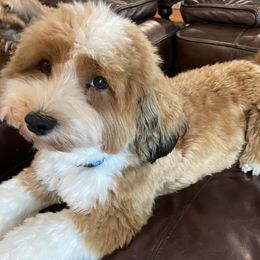 Cooper - Havanese