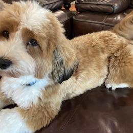 Cooper - Havanese