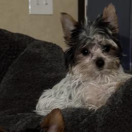 Calli - Parti female Yorkshire Terrier puppy in Walker, Louisiana from Precious Yorkies