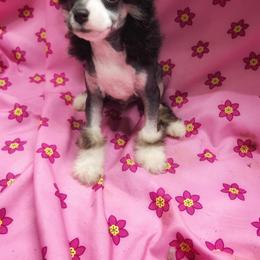 Chihuahua and Chinese Crested Puppies from Western Kentucky Chihuahua’s and Chinese Crested’s