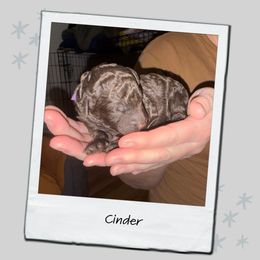 Cinder - Brown female Poodle puppy in Spring Branch, Texas from Mezzo Poodles
