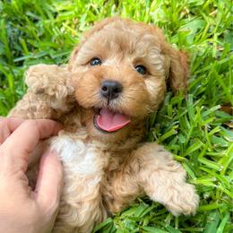 Muenster - Golden male Cockapoo puppy in Pledger, Texas from Sugarbear Cockapoos
