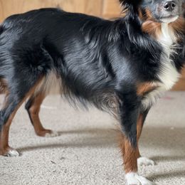 Miniature Australian Shepherd Puppies from Whits End Aussies