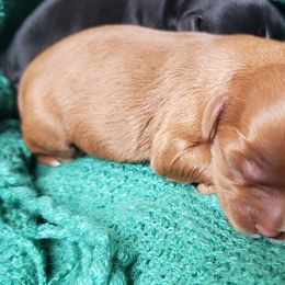 Cavalier King Charles Spaniel Puppies from Heritage Garden Cavaliers