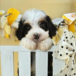 Sunny - Tri-color male Bernedoodle puppy in Mckinney, Texas from M2 Bernedoodles