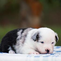 Panda - Blue merle female Miniature American Shepherd puppy in Chocowinity, North Carolina from Foxtail Hollow