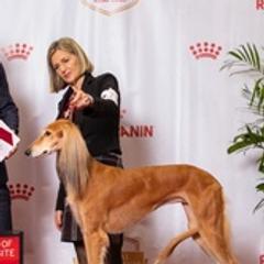 Salukis from Sahara Salukis