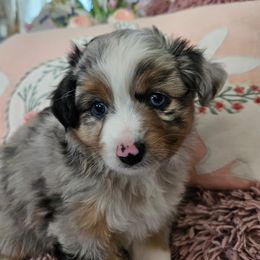 Miniature Australian Shepherd Puppies from Jay Baker