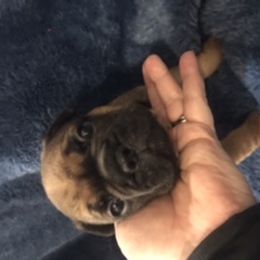 French Bulldog Puppies from PNW French Bulldogs