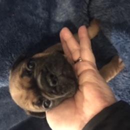 French Bulldog Puppies from PNW French Bulldogs
