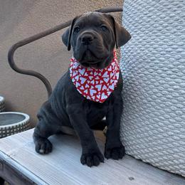 Donner - Gray male Cane Corso puppy in Utah from 3Lake Kennelz