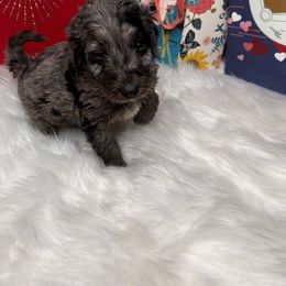 Aussiedoodle Puppies from San Francisco Breeding