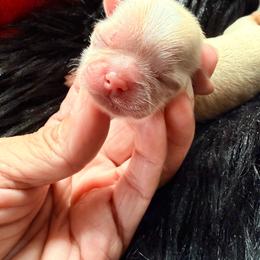 Windsor - White male Shih Tzu puppy in Port Orchard, Washington from Buttons N Bows