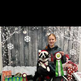 Border Collie All Grown Up from Wall's Border Collies