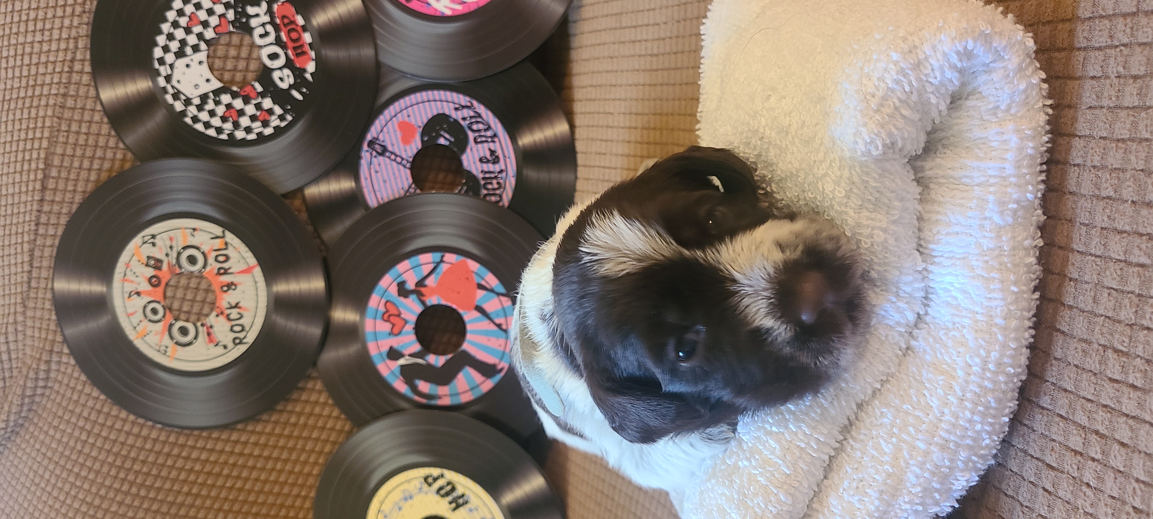 Boy 1 - Wirehaired Pointing Griffon puppy in Clear Spring, Maryland from Moonshine's Wirehaired Pointing Griffons