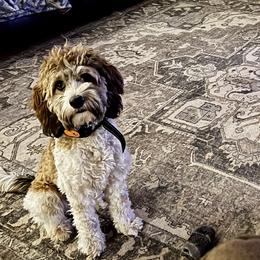 Cockapoos and Labradoodles from Gastineau Doodles