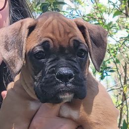 Boxer Puppies from Vincenza Boxers