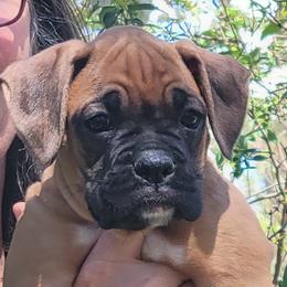 Boxer Puppies from Vincenza Boxers