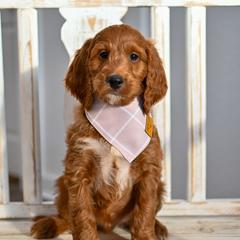 Aussiedoodle, Bernedoodle, Goldendoodle, and Irish Doodle Puppies from Sun Valley Goldendoodles