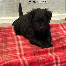 Shasta - female Croatian Sheepdog puppy in Smith Center, Kansas from Wilsong Kennel