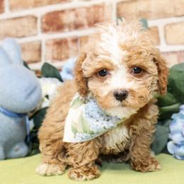 Cane - Apricot male Poodle puppy in Hugo, Oklahoma from Ann R.
