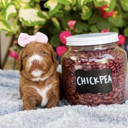 Goldendoodle Puppies from Proctor’s Petite Goldendoodles