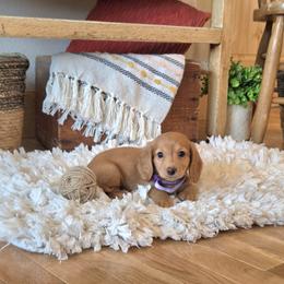 AKC Meet Goldie :) - Cream female Dachshund puppy in Centerville, Iowa from Barnyard Dachshunds, Dals & Doodles