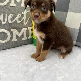 Miniature Australian Shepherd Puppies from B my Sunshines Mini Aussies