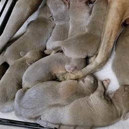 Weimaraner puppies from Southern Magnolia Weimaraners