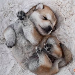 Pomsky and Siberian Husky Puppies from Blacktail Mountain Pomskies