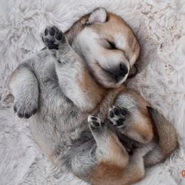 Pomsky and Siberian Husky Puppies from Blacktail Mountain Pomskies
