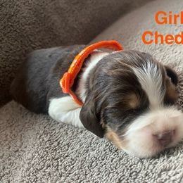 English Springer Spaniel Puppies from Picky’s Puppies