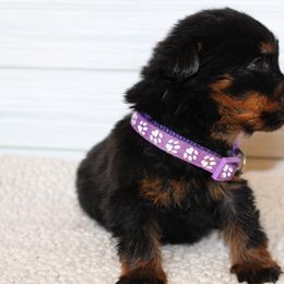 Purple girl - Black and mahogany female Rottweiler puppy in Auburn, California from Vom Haus Flores