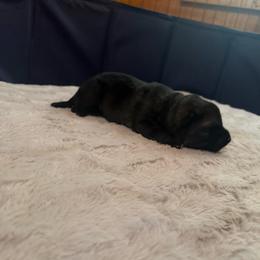 Black - Sable male German Shepherd puppy in Andalusia, Alabama from Keisha's German Shepherds