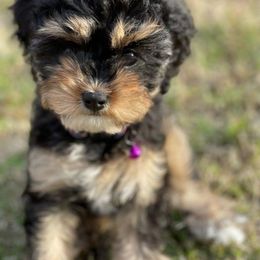 Aussiedoodle, Cavalier King Charles Spaniel, Cavapoo, and Labradoodle Puppies from Mc Doodles of Texas LLC
