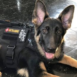 German Shepherds from Buchholz