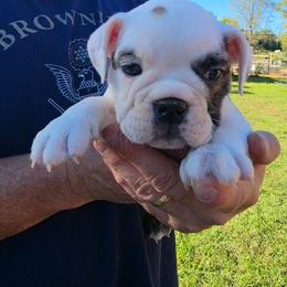 Pink - Red brindle and white female Bulldog puppy in Walhalla, South Carolina from Lowery's English Bulldogs