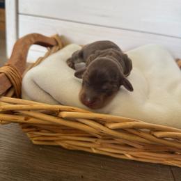 Boy 3 - Chocolate and cream male Dachshund puppy in Enoch, Utah from Juniper Ridge Dachshunds