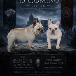 French Bulldog puppies from Whiskey Run French Bulldogs