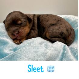 Sleet - Merle male Cavapoo puppy in Cameron, South Carolina from Sassy Sailor & Company