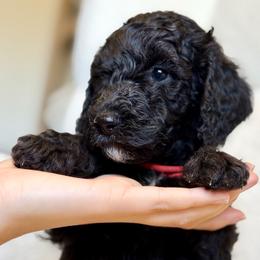 Charlie - Black male Goldendoodle puppy in Twin Falls, Idaho from Burrow & Bone