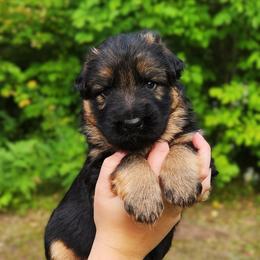 Milo - Black and red male German Shepherd puppy in White Cloud, Michigan from Von WestLynn German Shepherds